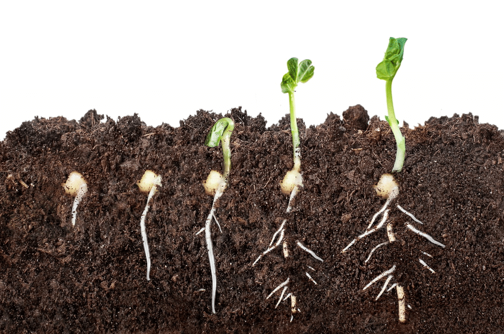 Short Answer Questions : Parts of a Plant | Science for Class 3