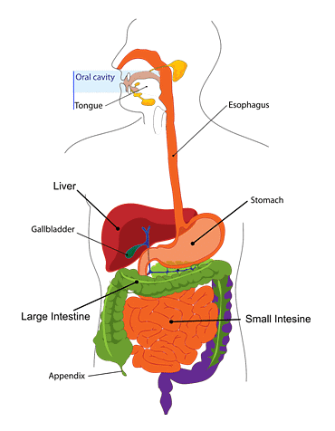 Class 4 Science - Digestive System - CBSE Worksheets Solutions - 1