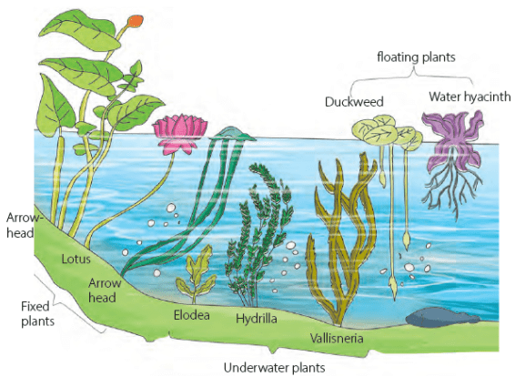 Adaptations in Plants Class 4 Notes Science