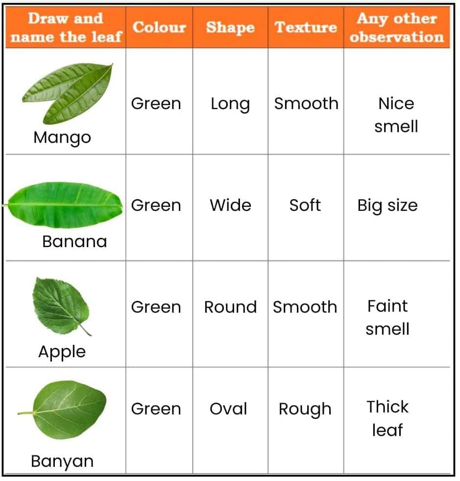 NCERT Solutions for Class 4 EVS Chapter 3 - Nature Trail