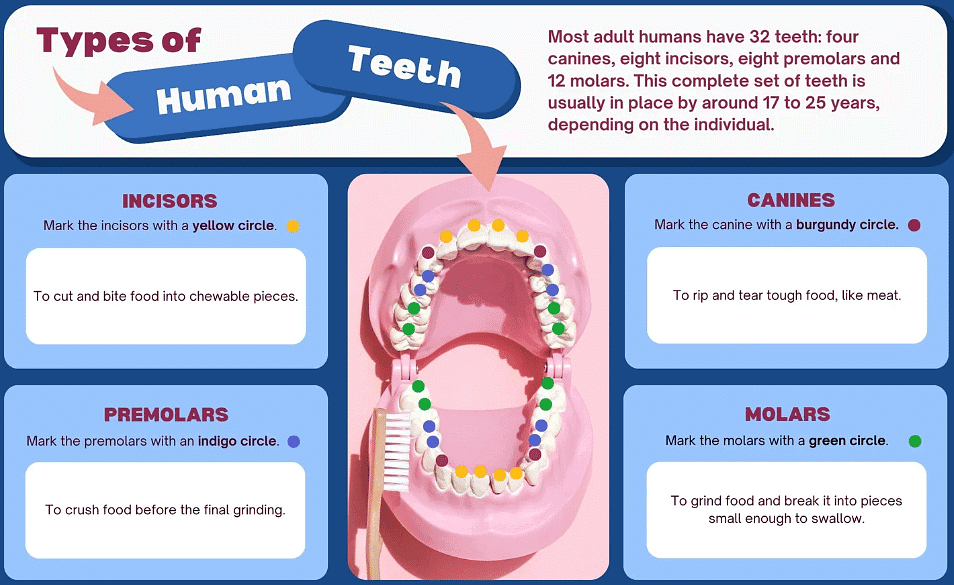 Digestive System Class 4 Notes Science