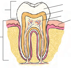 Class 4 Science - Digestive System - CBSE Worksheets - 1