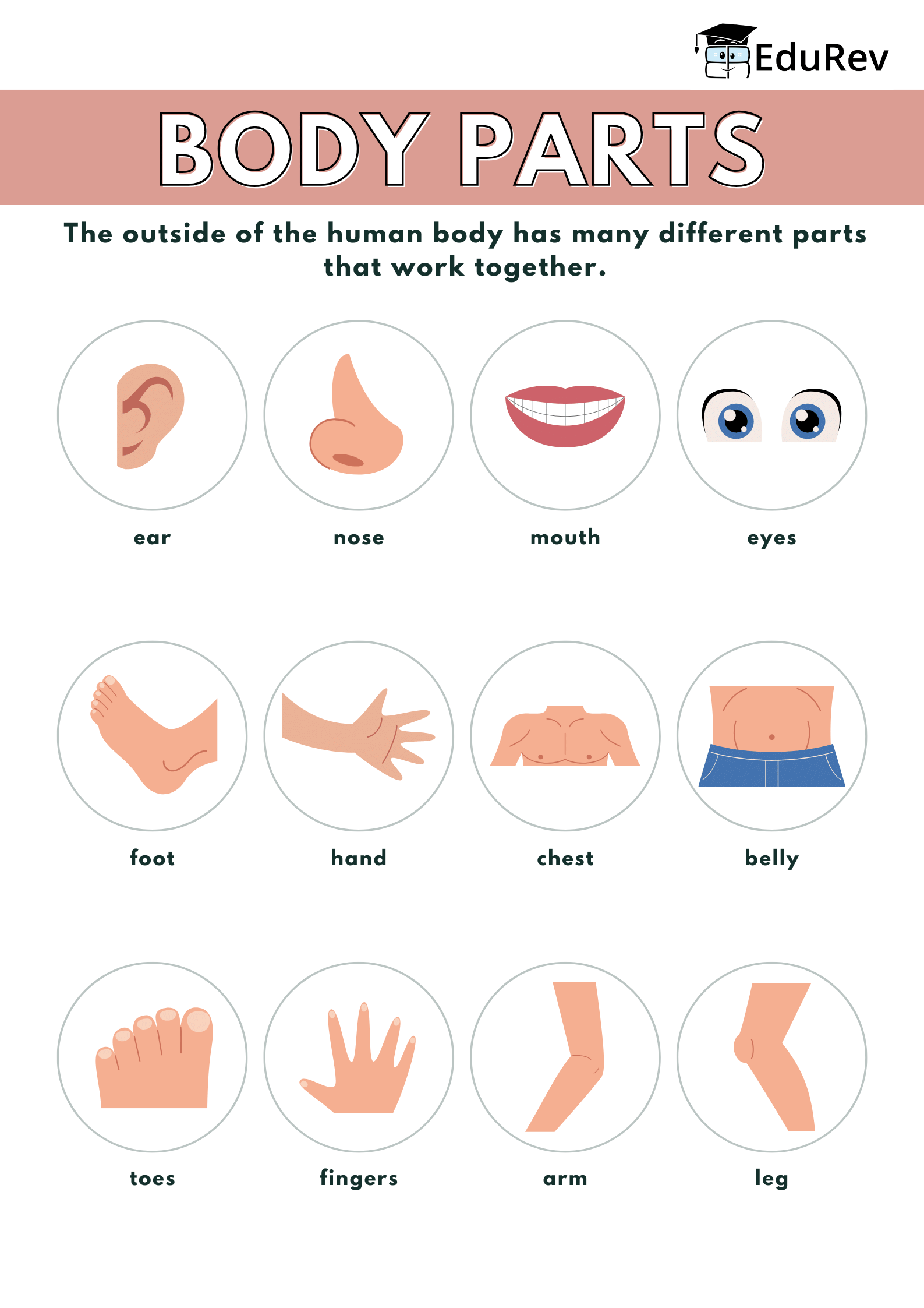 Infographics: Our Body - Class 1