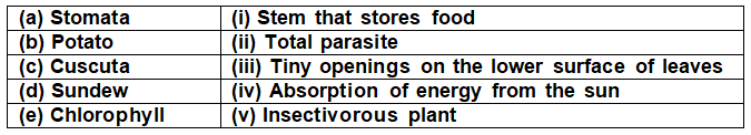Class 4 Science - How Do Plants Make Their Food - CBSE Worksheets - 1