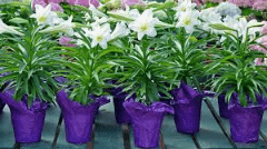 NCERT Solutions for Class 3 English Unit 1 - The Magic Garden