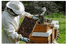 Anita and the Honeybees Class 4 Notes EVS Chapter 5