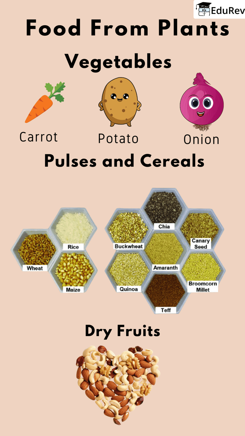 Poster: Food from Plants | Science for Class 1