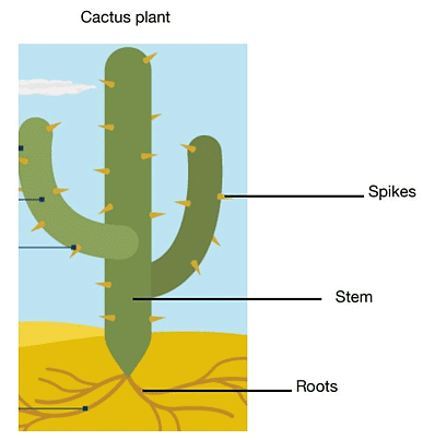 Class 4 Science - Adaptations in Plants - CBSE Worksheets Solutions - 1