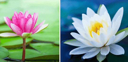 The Valley of Flowers - 2 Class 4 Worksheet EVS Chapter 11