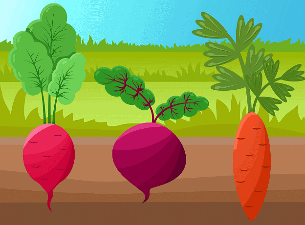 Food from Plants - 1 Class 1 Worksheet Science