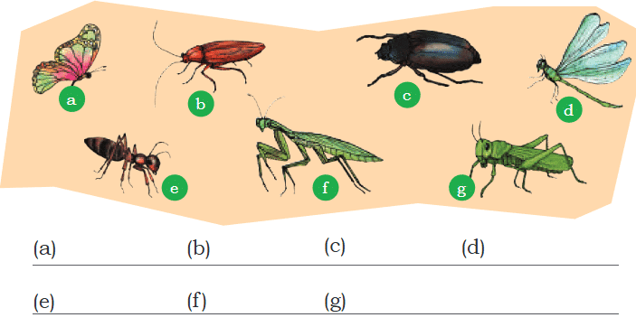 NCERT Solutions for Class 4 EVS Chapter 3 - Nature Trail