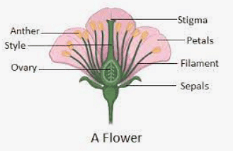 Class 4 Science - How Do Plants Make Their Food - CBSE Worksheets - 1