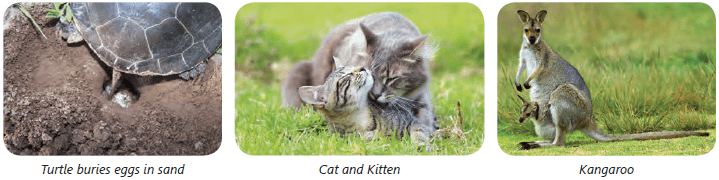 Reproduction in Animals Class 4 Notes Science