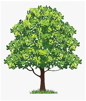Neem Tree