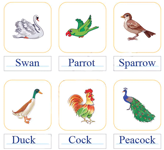 The Crow NCERT Solutions | English for Class 2 (Mridang)