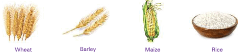 Food from Plants Class 1 Notes Science