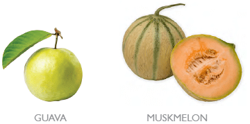 Common Fruits