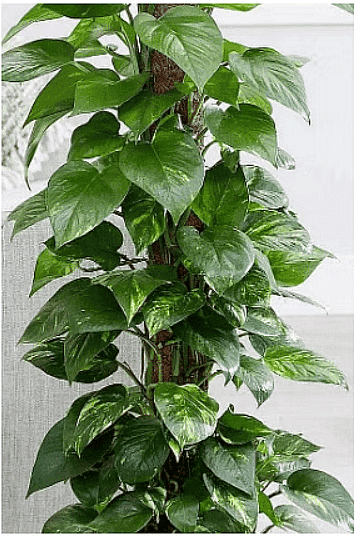 Worksheet Solutions: The Plant Fairy - 1 | EVS for Class 3