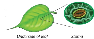 Living and Non-Living Things Class 3 Notes Science