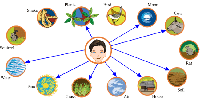 Web of Life NCERT Solutions | EVS for Class 3