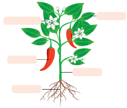Class 3 Science - Parts of a Plant - CBSE Worksheets Solutions