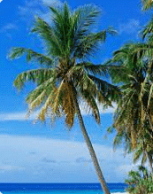 Coconut Tree
