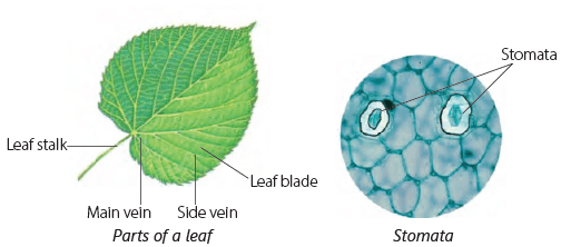 Parts of a Plant Class 3 Notes Science