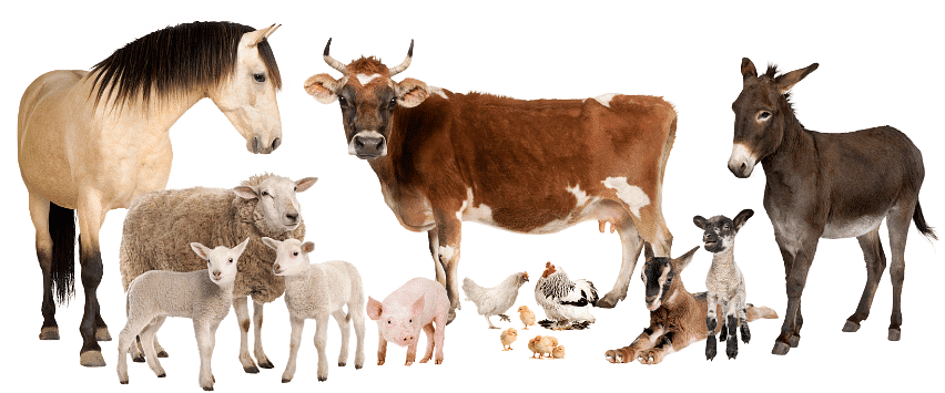 Poonam’s Day Out Chapter Notes | EVS for Class 3