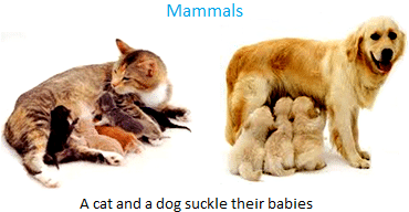 Short Answer Questions : Animals: Feeding Habits | Science for Class 3