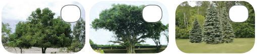 Class 4 Science - Adaptations in Plants - CBSE Worksheets - 1