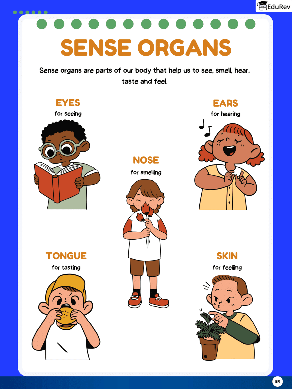 Learning Poster: Sense Organs | Environmental Studies Class 1 ICSE