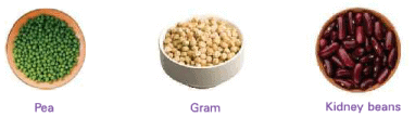 Food from Plants Class 1 Notes Science