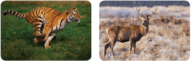 Animals found on Land