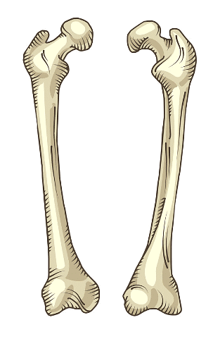 Bones, Muscles and Postures - 1 Class 2 Worksheet Science