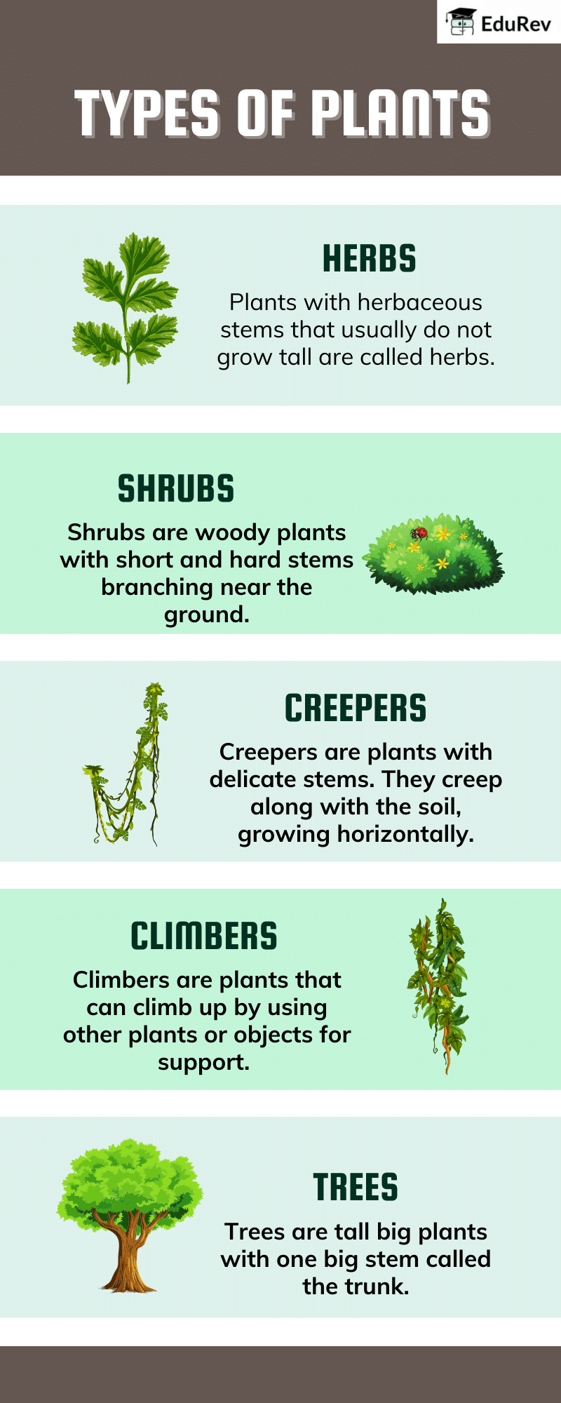 Poster: Getting to Know Plants | EVS Class 3: The World around us (Our Wondrous World)