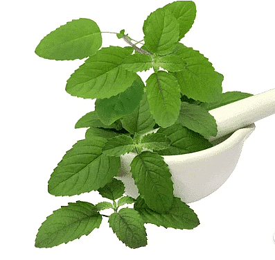 Tulsi