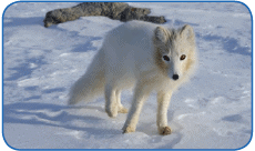 Arctic fox in autumn and winter