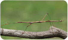 Stick insect on the branch of a tree