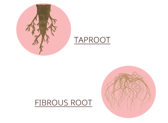 Short Answer Questions : Parts of a Plant | Science for Class 3