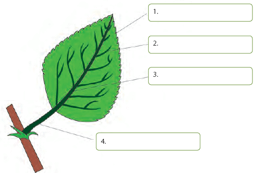 Class 4 Science - How Do Plants Make Their Food - CBSE Worksheets - 1