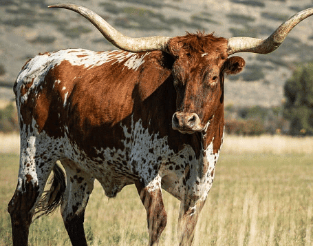 Domestic Animals - 1 Class 2 Worksheet Science