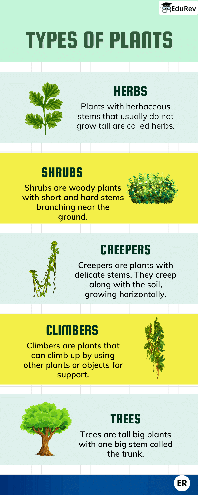 Learn at a Glance: Types of Plants | EVS for Class 1