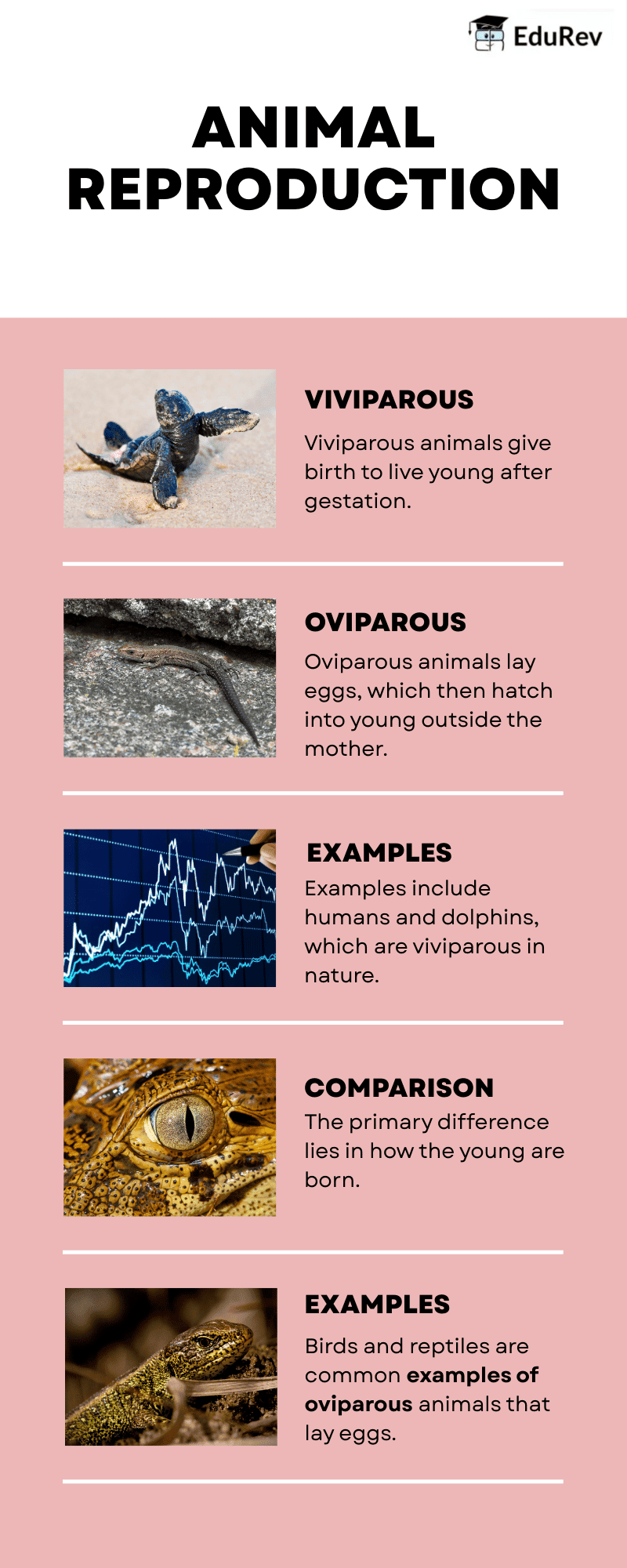 Infographics: Animal Reproduction | Science for Class 4