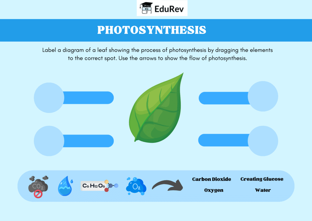 Printable Worksksheet: Hoe Do Plants make Their Food? | Science for Class 4