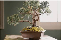 Bonsai