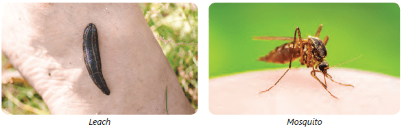 Adaptation in Animals Class 4 Notes Science