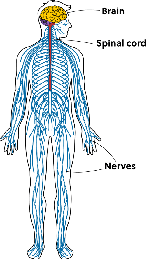 Short Answer Questions : Human Body : Organ Systems | Science for Class 3
