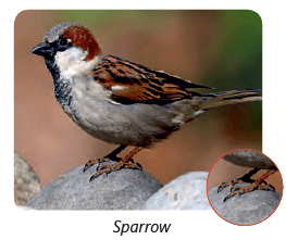 Birds: Food and More Class 3 Notes Science