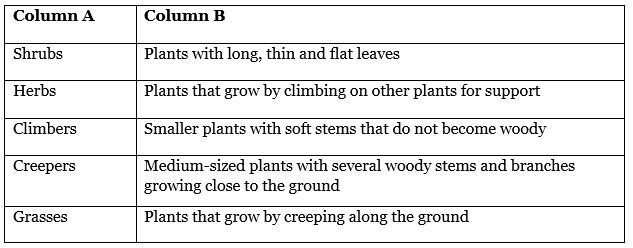 Worksheet: Getting to Know Plants | Worksheets with solutions for Class 3