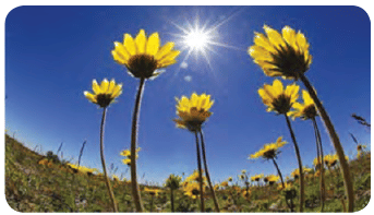 Living and Non-Living Things Class 3 Notes Science